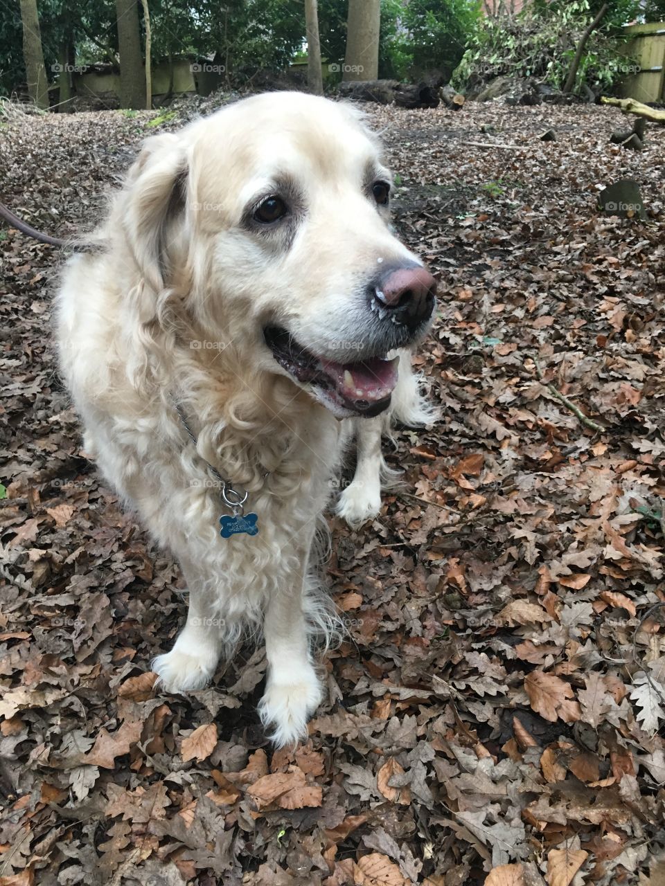 Dog, Pet, Mammal, Canine, Animal