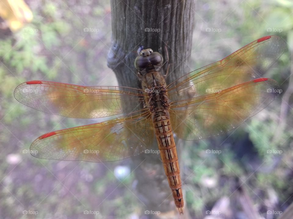dragonfly