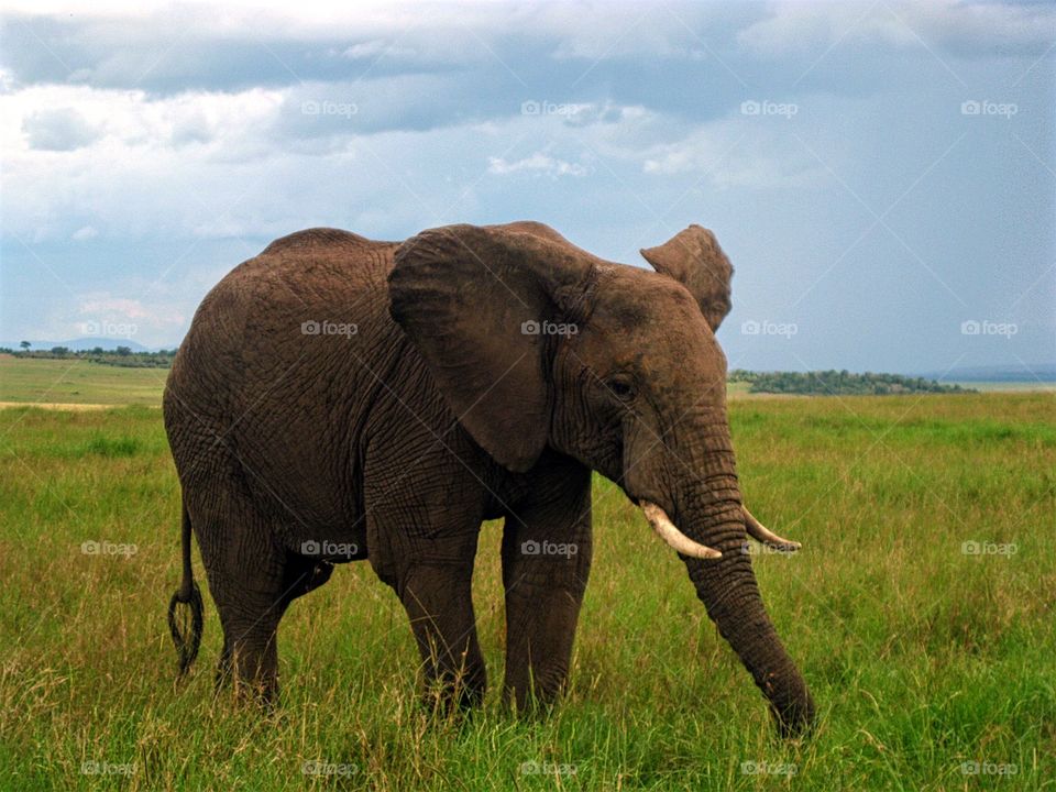 African elephant