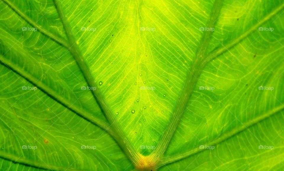 green leaf wallpaper