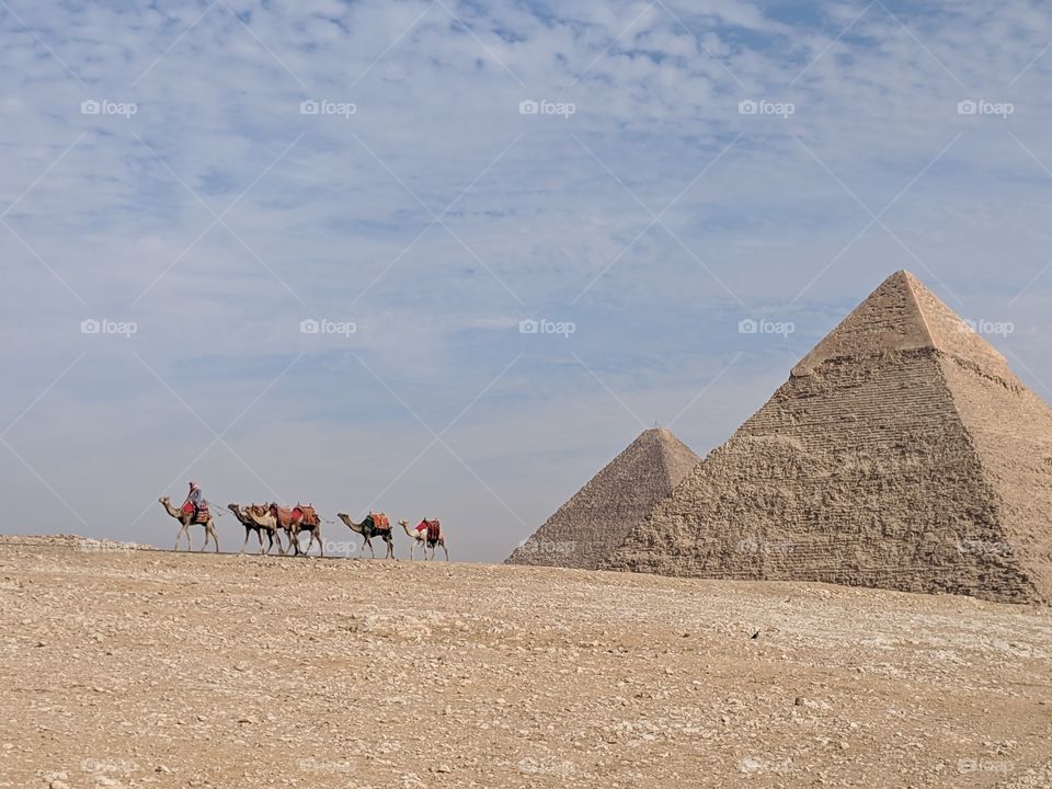 Camels walking by the Pyramids in Giza, Egypt