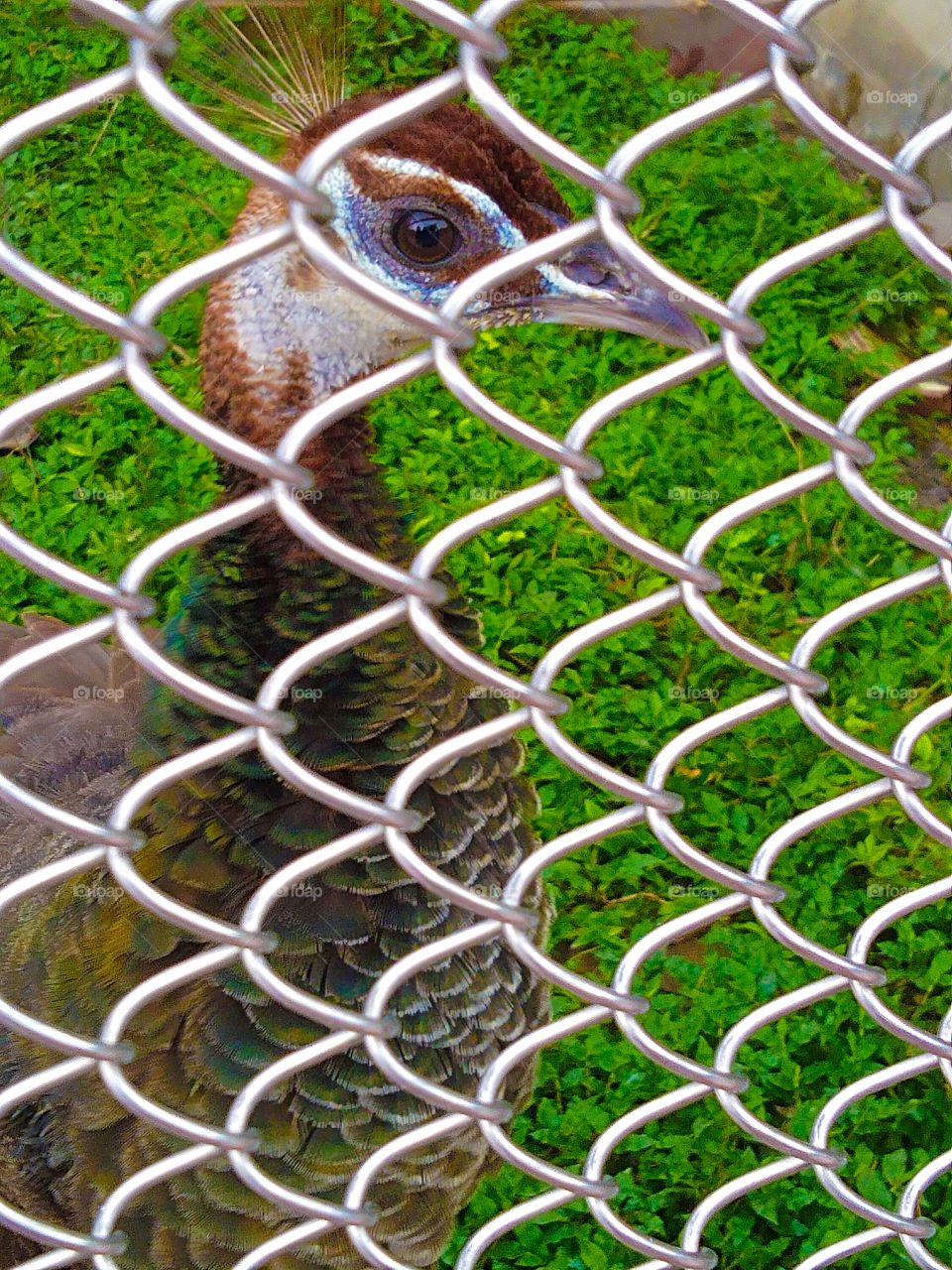 bird with feeling ❣️