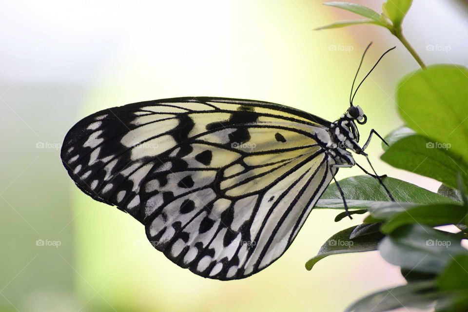 Translucent Wings