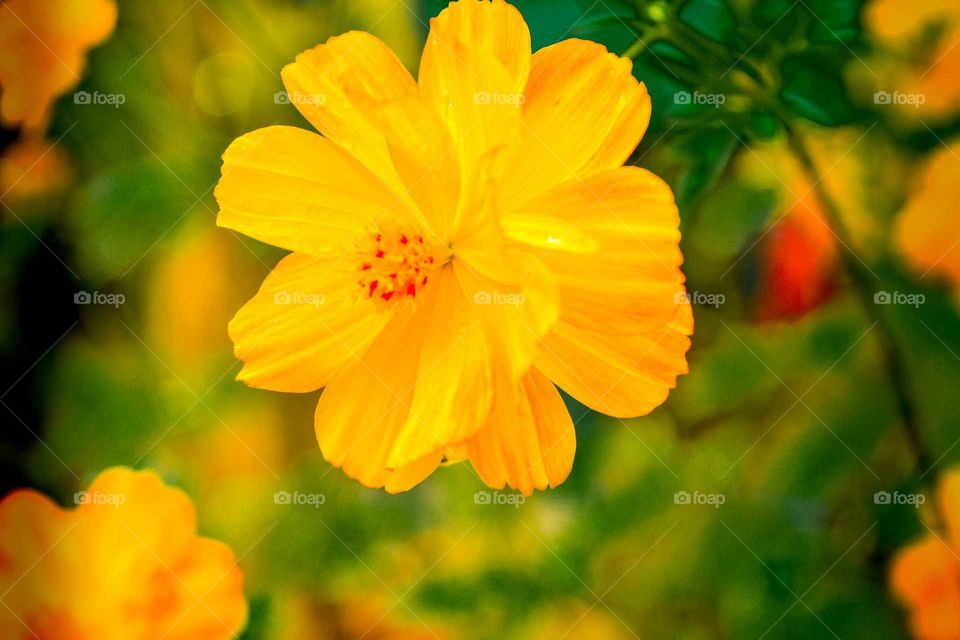 yellow beautiful flower. photo shoot of nature and flowers. garden and fields.