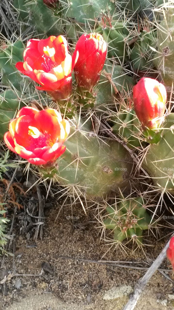 blooming desert