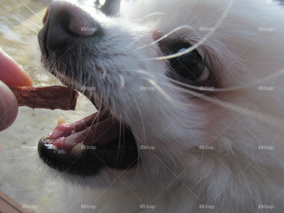 beloved dog on a walk eats a dog treat, German Spitz breed