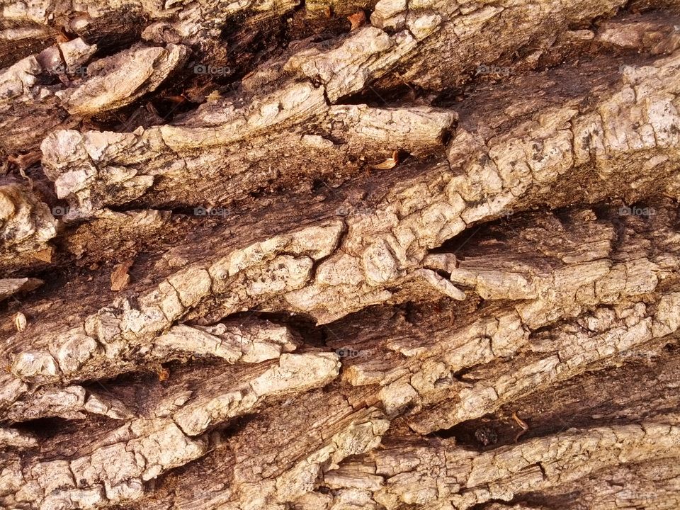 Tree bark