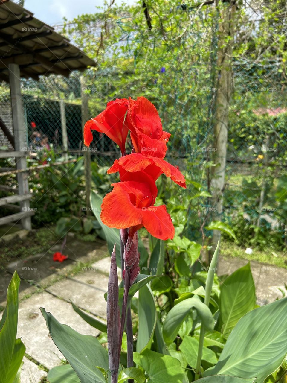 Red canna in garden 