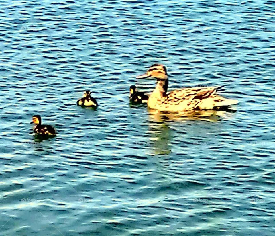 Exotic mama duck with three ducklings