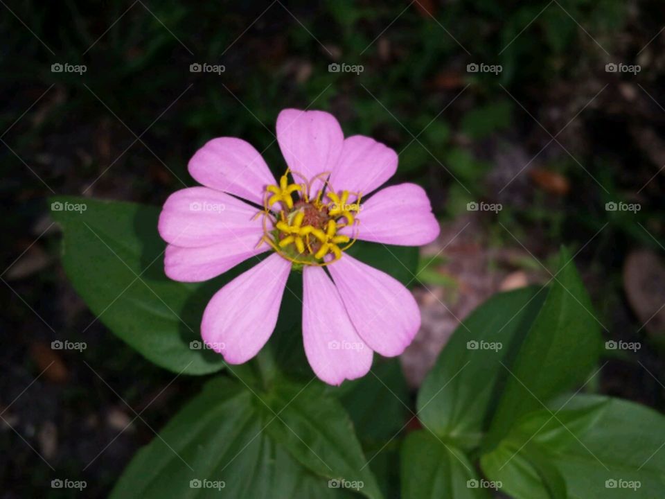 starlight. garden flowers