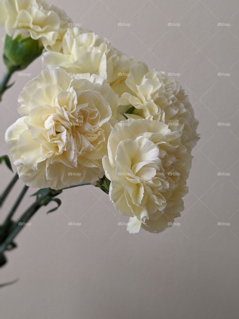 Cream flowers