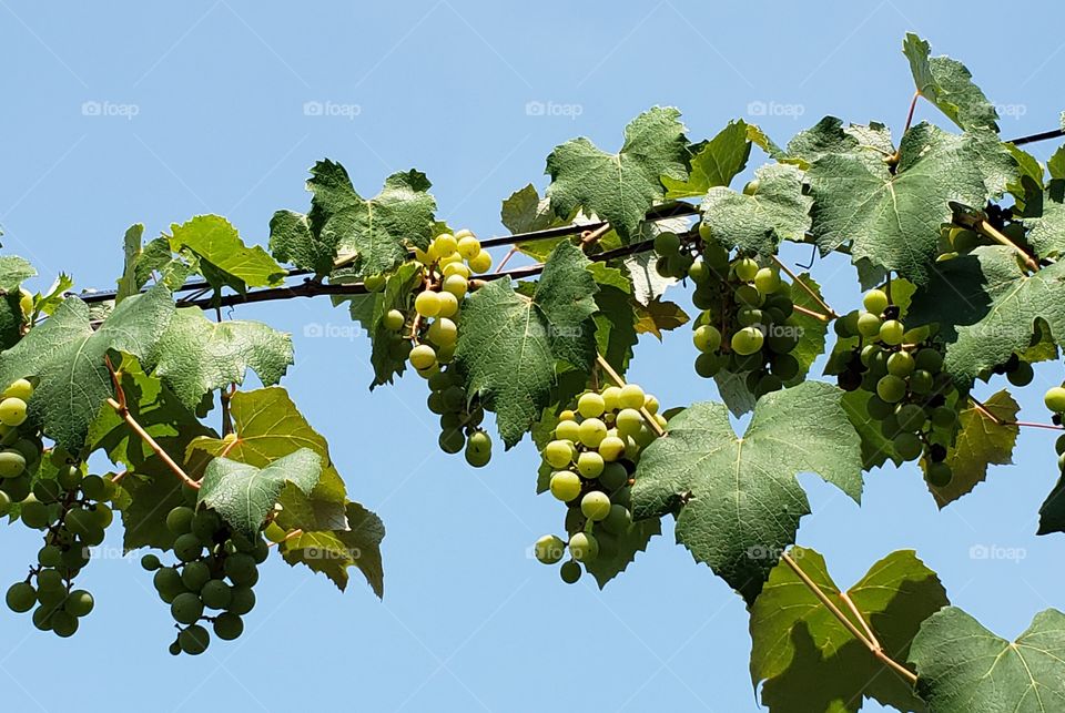 Grapes