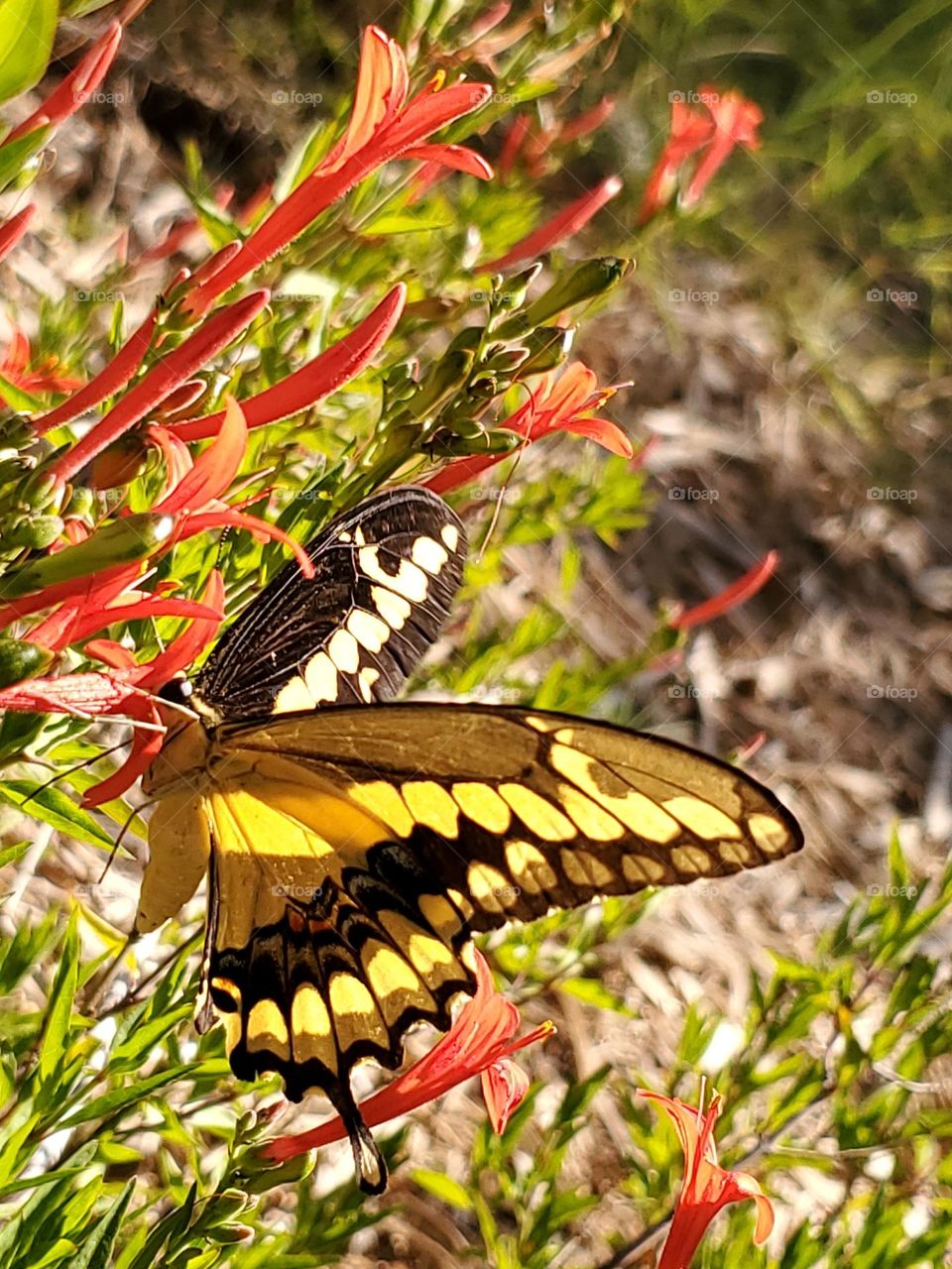 The Giant swallowtail butterfly.