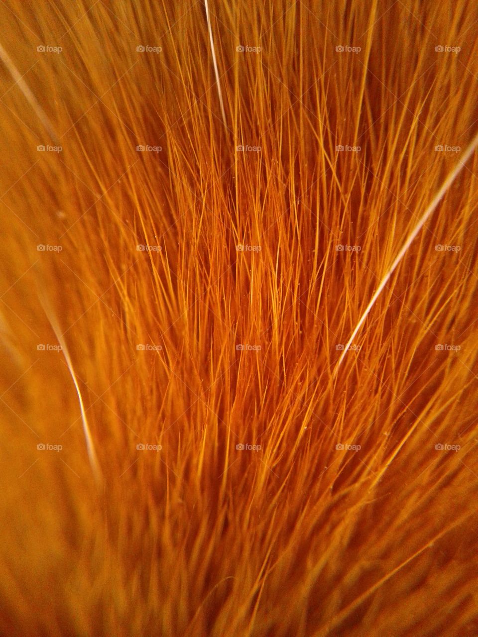 Extreme close-up of a cat fur