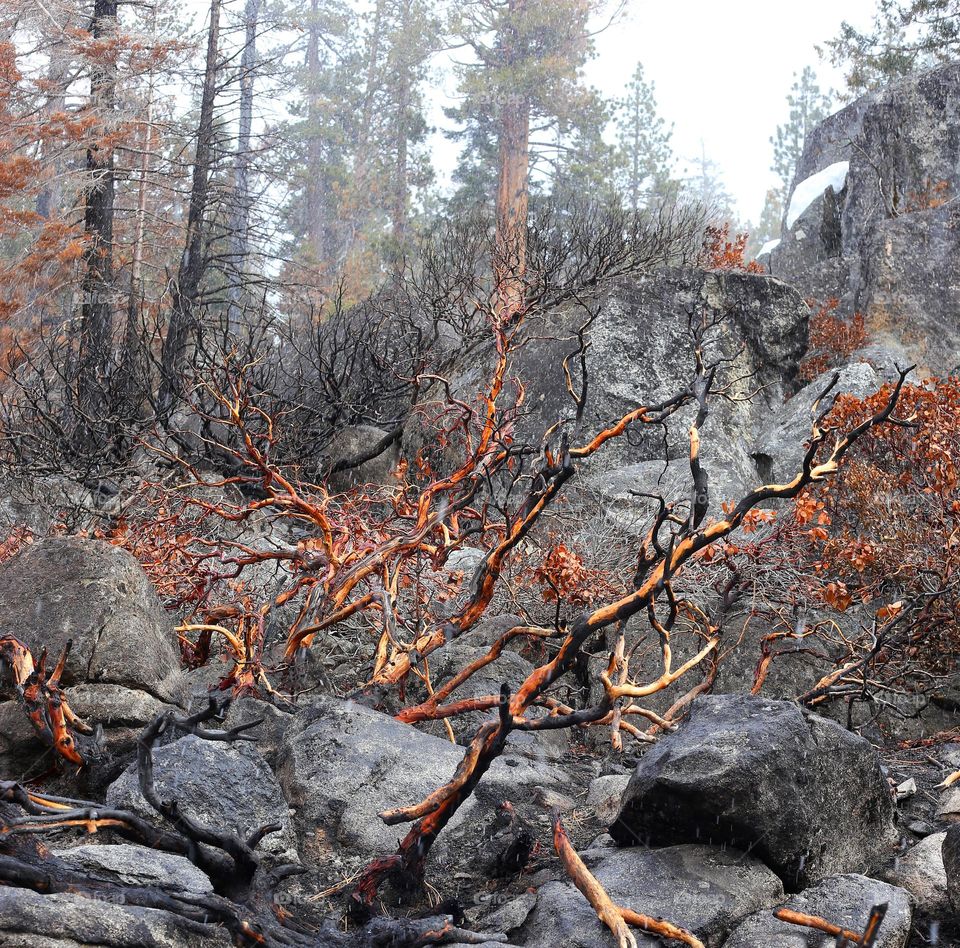 Aftermath of the Caldor Fire in Tahoe