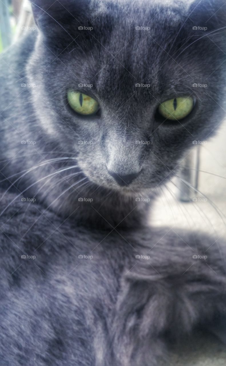 green eyed cat