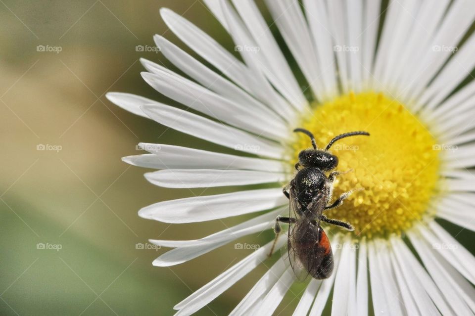 Ant on the flower's pollen