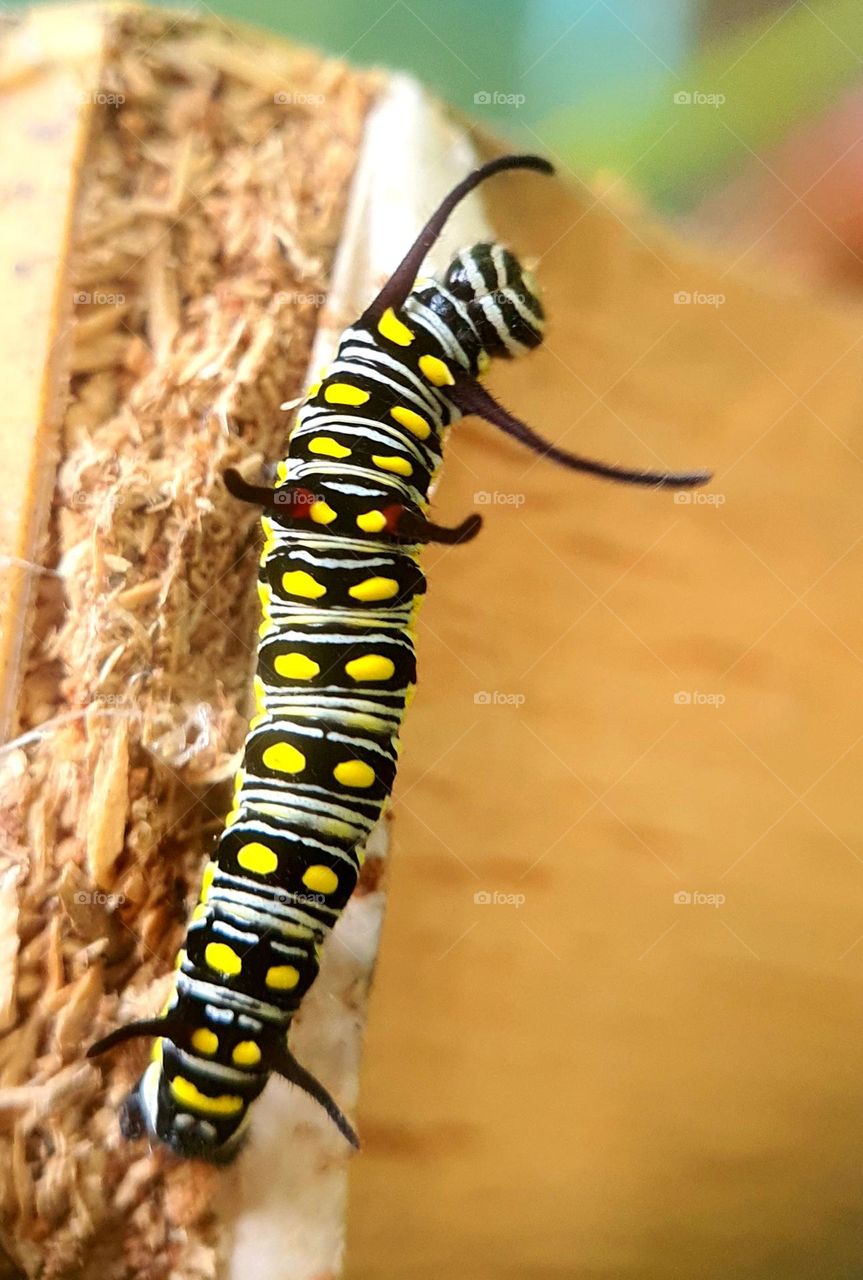 Endangered Monarch Caterpillar on Broken Furniture