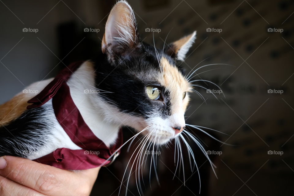 Cat portrait black white and yellow color with dark background