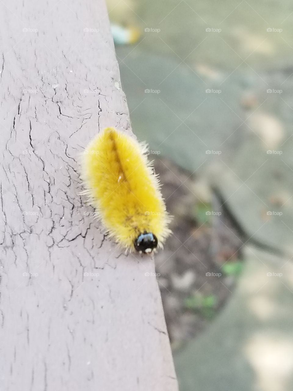 Wooly worm