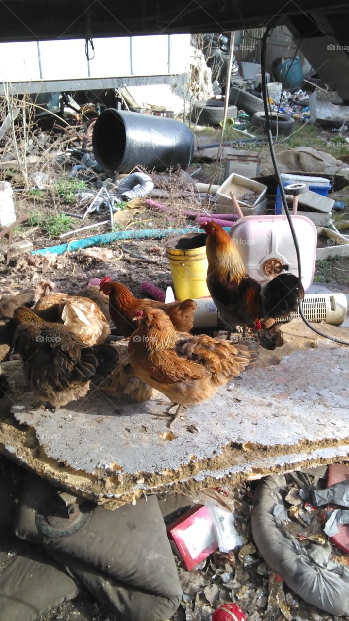 my chickens!