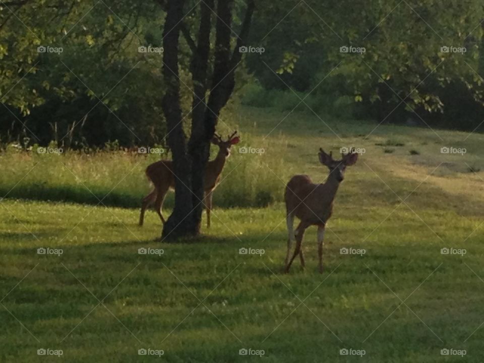 Deers during dawn