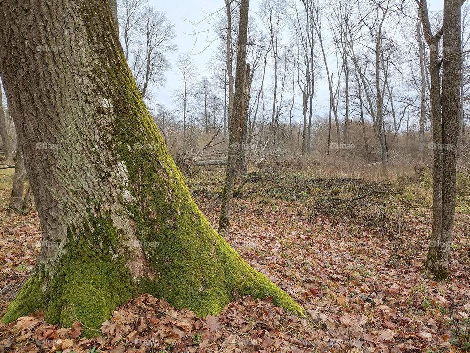 A tree in the forest