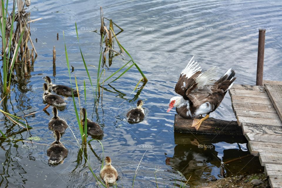 Duck and ducklings swimming