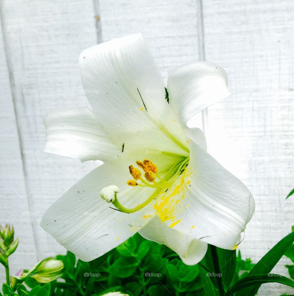 Easter Lily