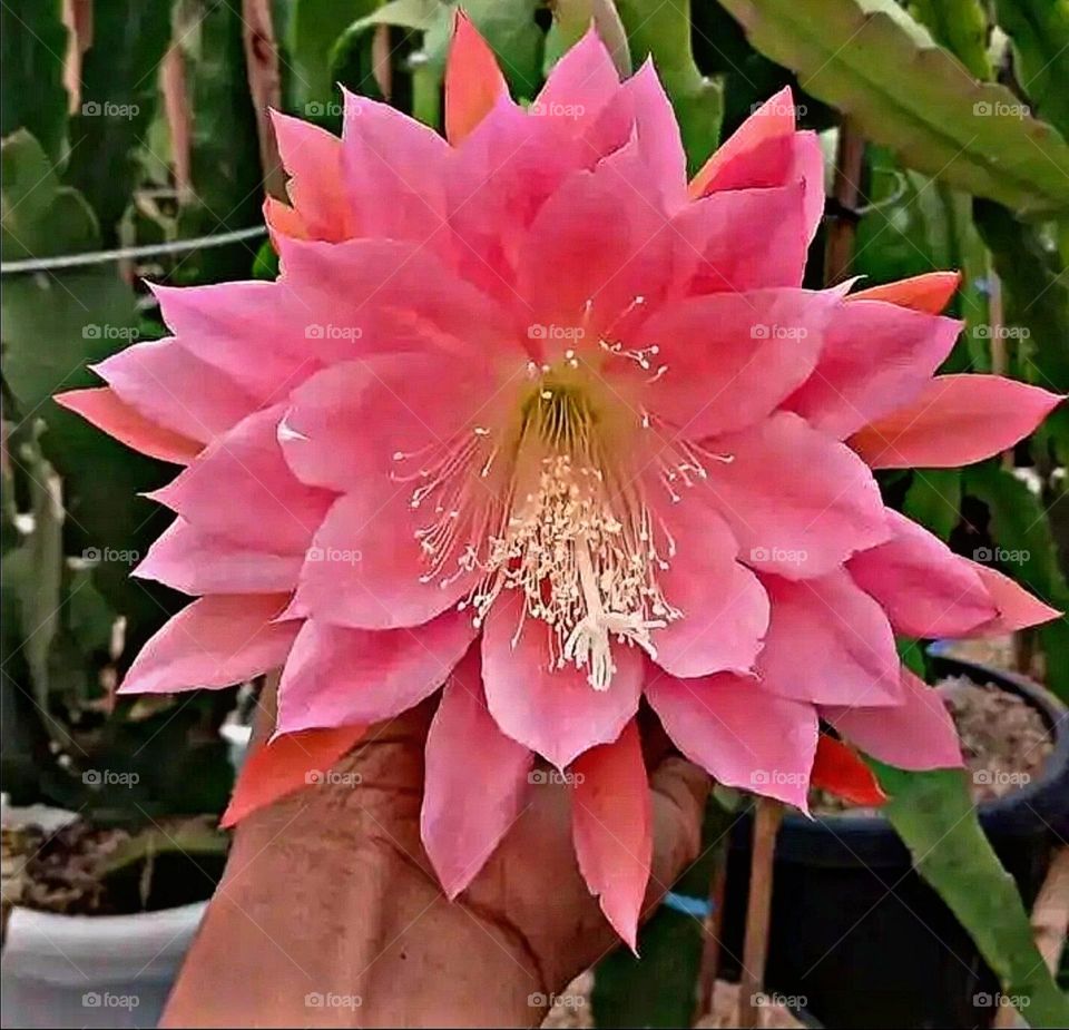 most beautiful and attractive flowers in the garden.