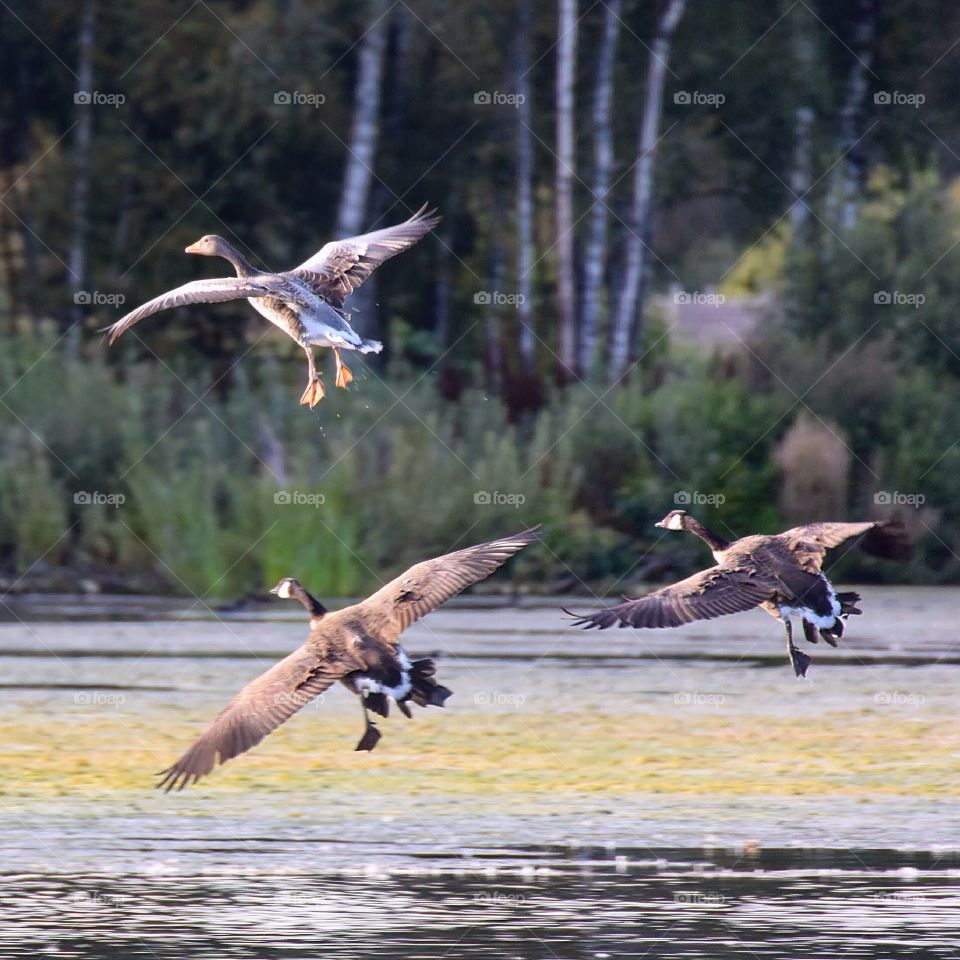Geese landing on water