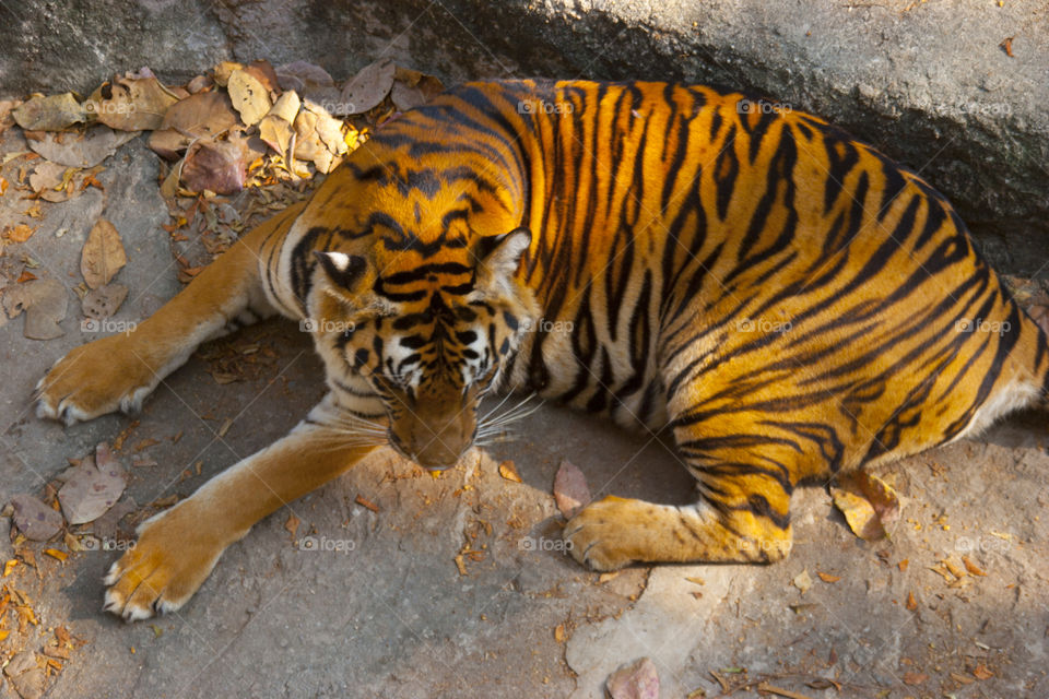 THE BENGAL TIGER IN PATTAY THAILAND