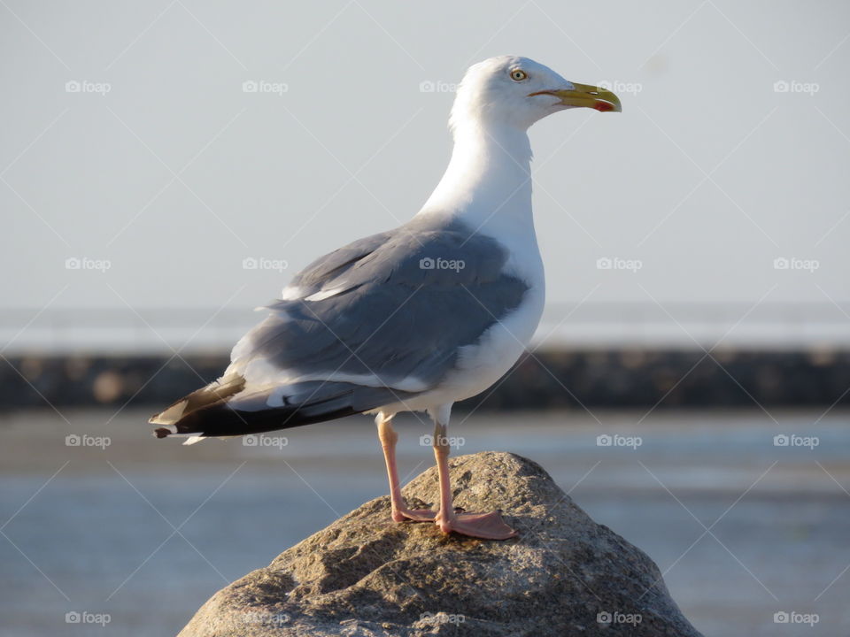 Heron perching on rock