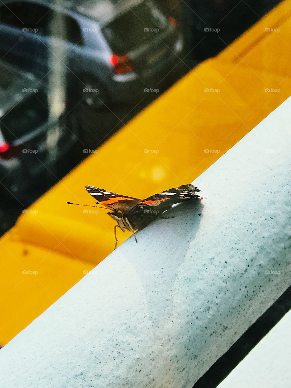 Butterfly on a city balcony