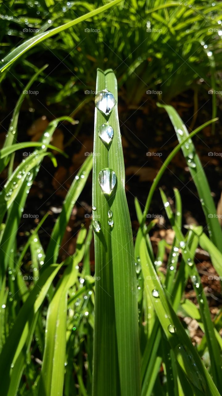 water drops