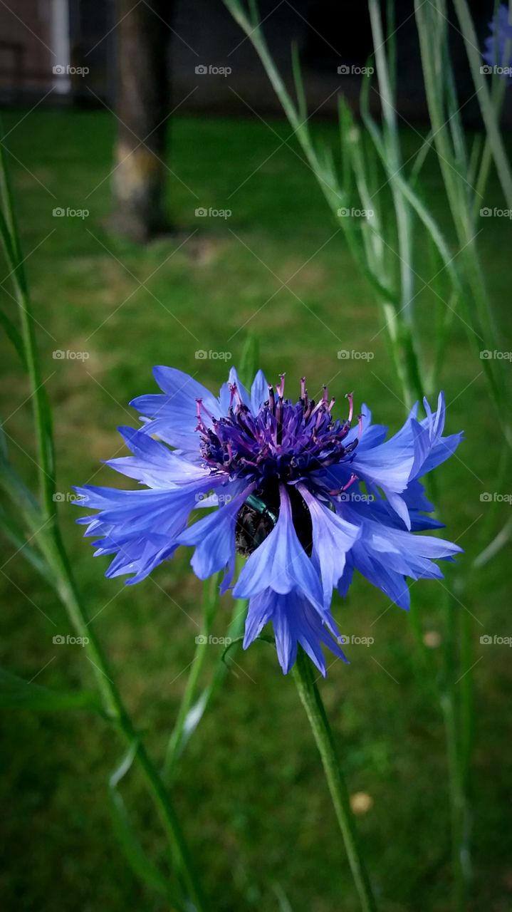 edible blue blossom