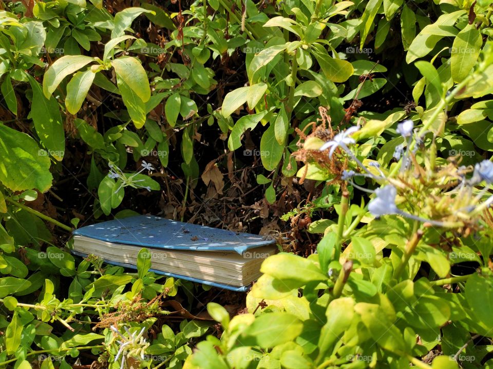 Old blue book in the middle of green bush with small blue flowers