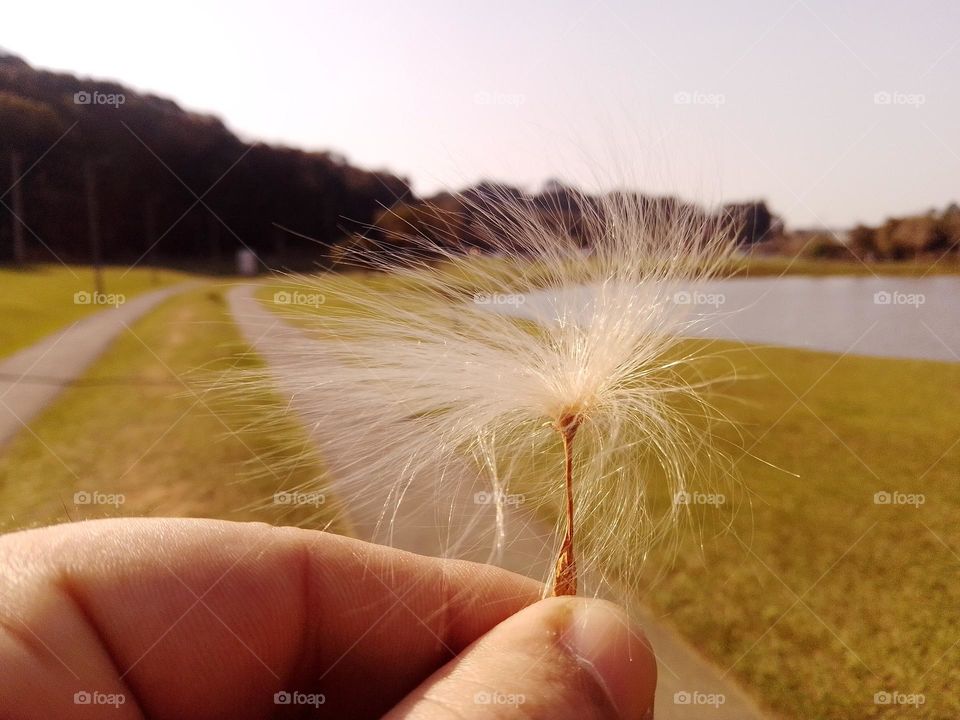 Magnificent beautiful flying seed