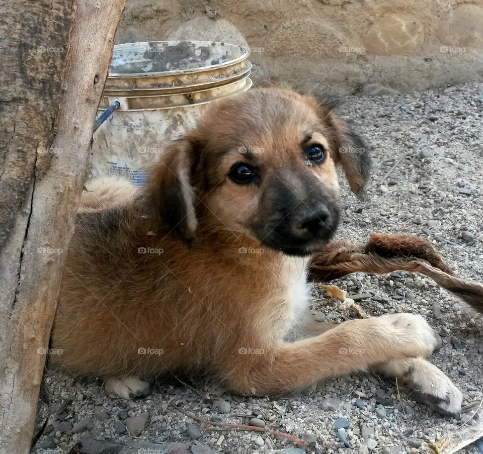 sweet dogs eyes