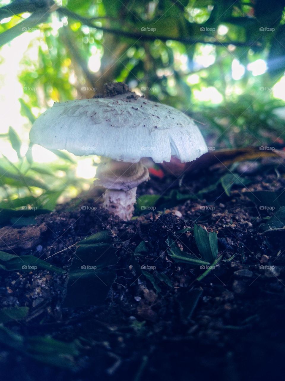 mushroom