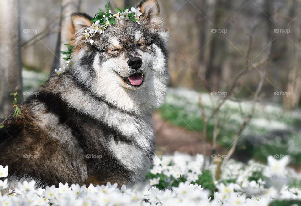 Portrait of a young Finnish Lapphund dog in spring