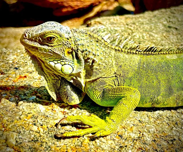 Iguana lady AMR Wozko