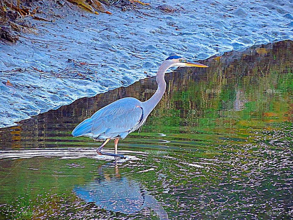 Blue Heron