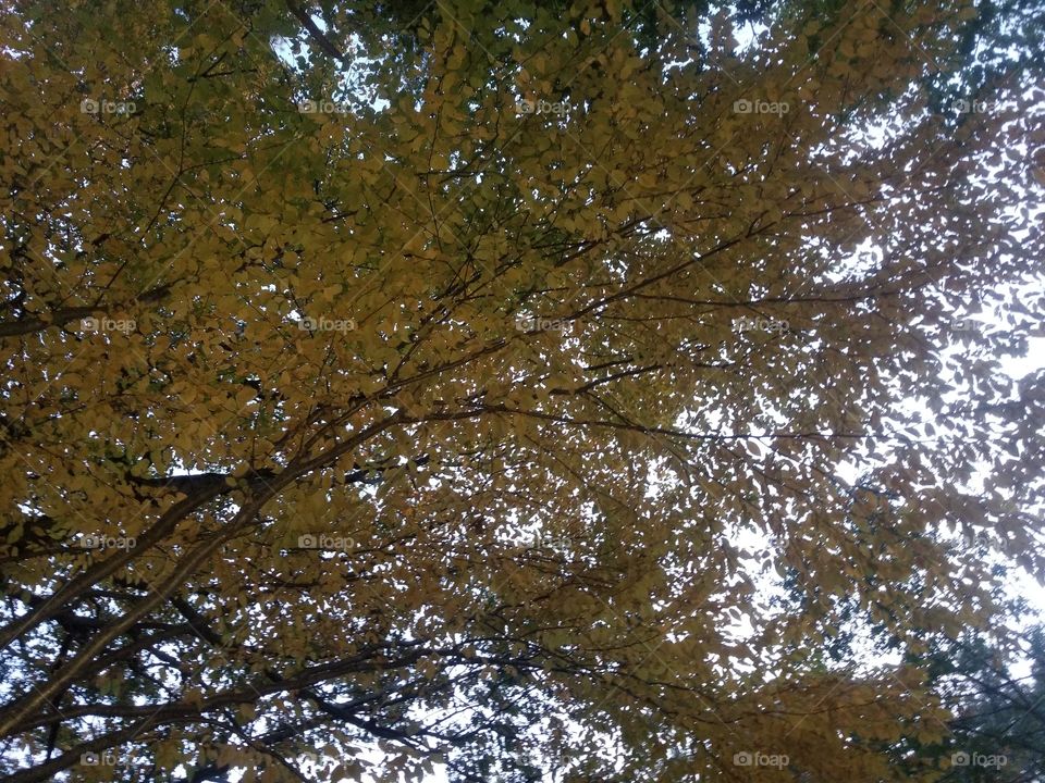 Tree, Fall, Nature, No Person, Landscape
