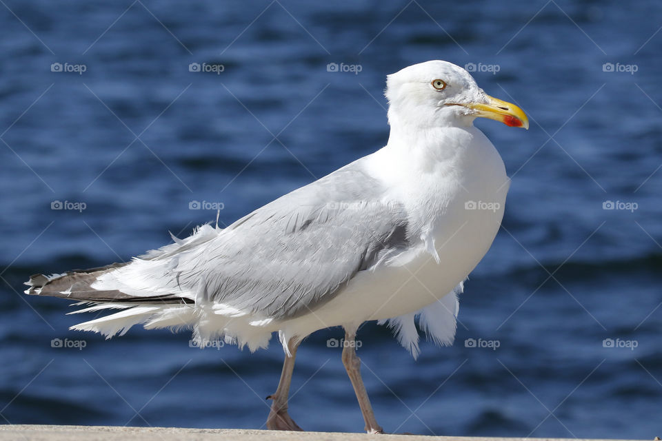 Seagull - bad hair day - gråtrut  mås närbild 