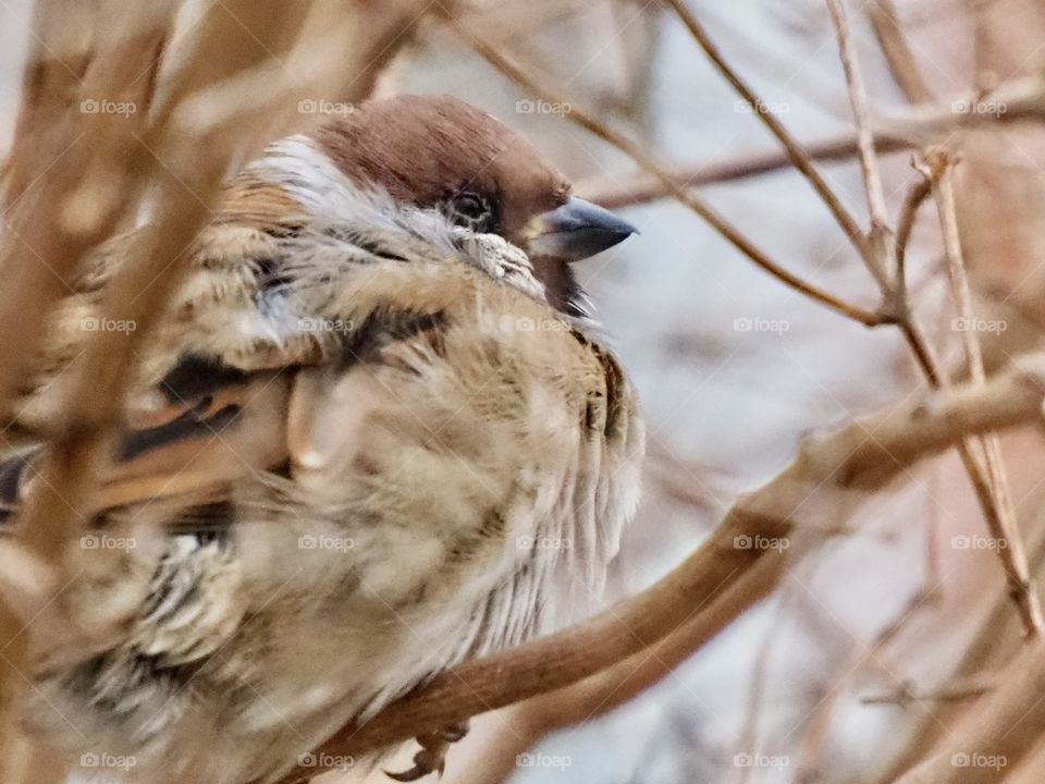 Sparrow