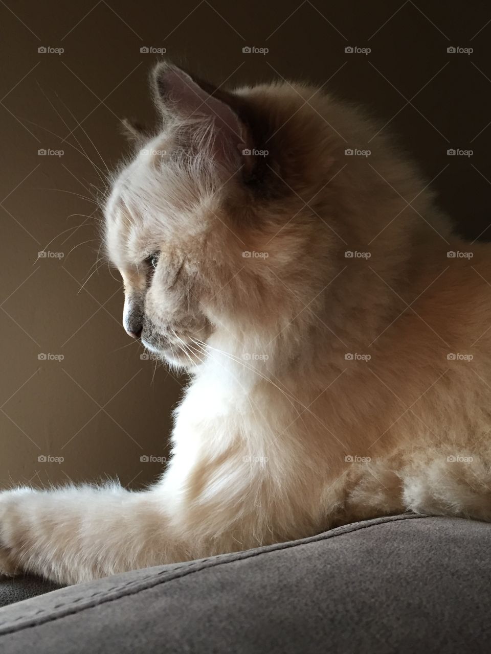 Close-up of a white cat