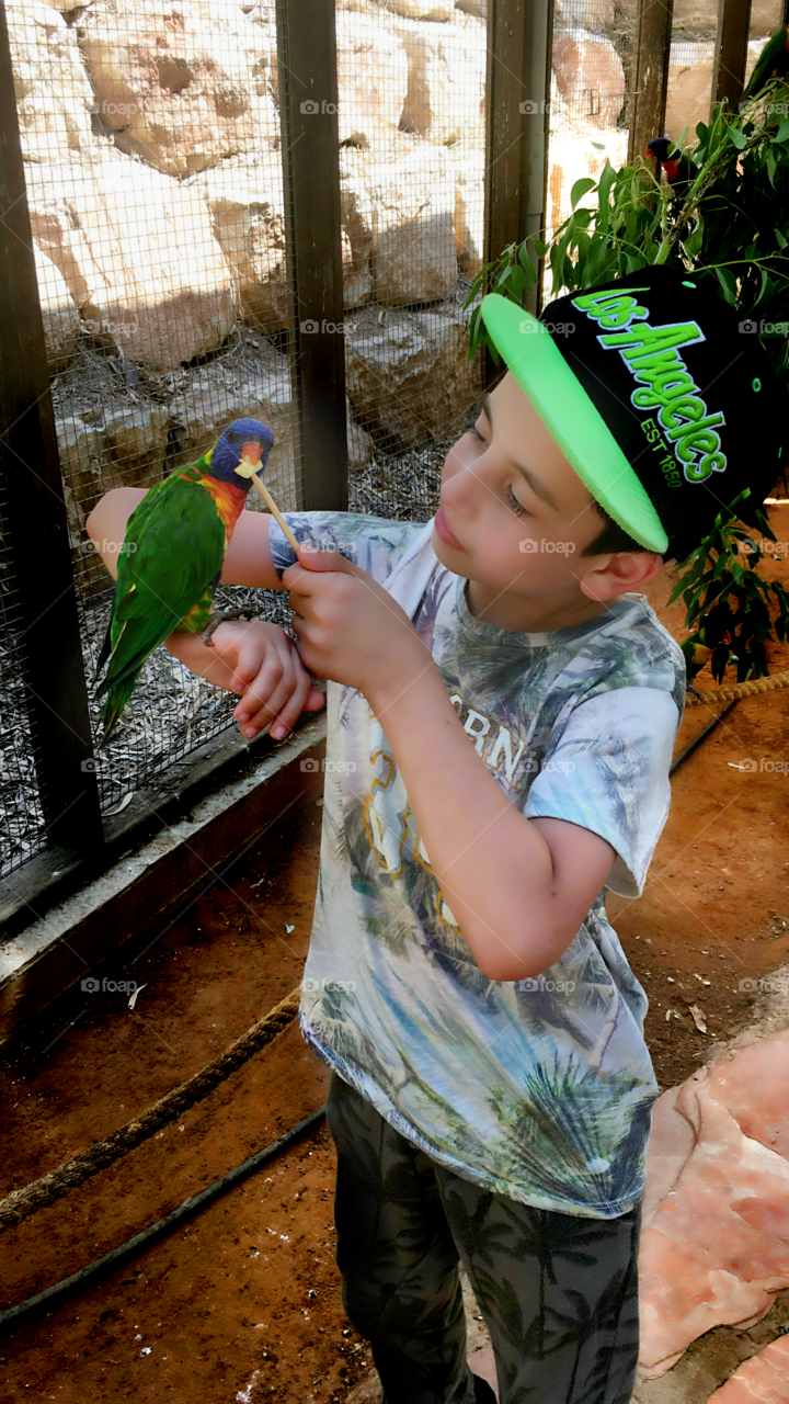 Close-up of a boy feeding parrot