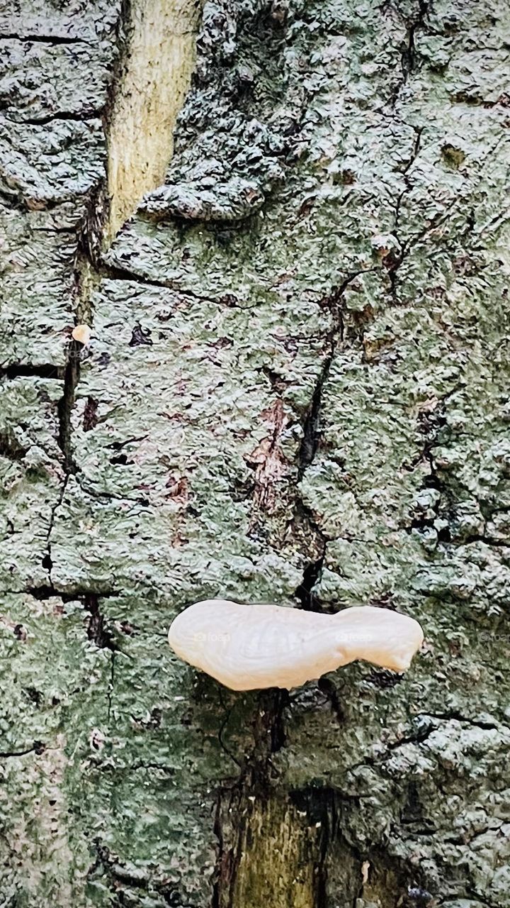 Fungus 