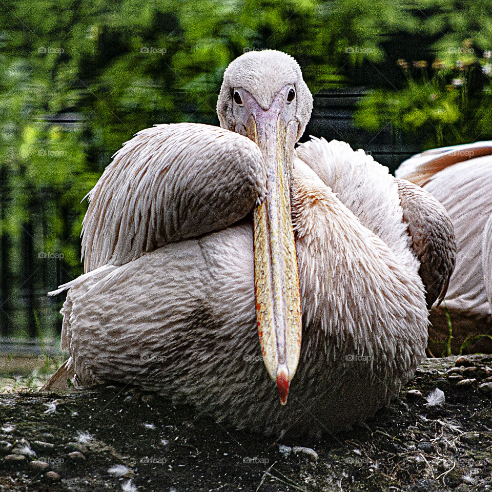 Finisch of the day. Pelican